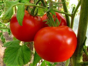 chem-podkormit-pomidori